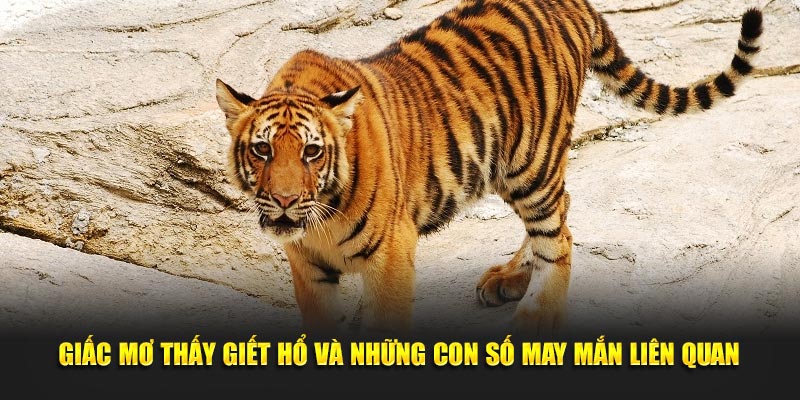 Giấc mơ thấy giết hổ và những con số may mắn liên quan